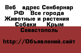 Веб – адрес Сенбернар.РФ - Все города Животные и растения » Собаки   . Крым,Севастополь